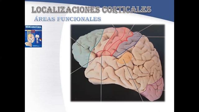CORTEZA CEREBRAL GRUPO O2 PARTE 2 смотреть онлайн