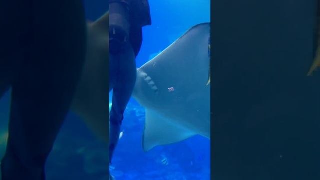 #подводныймир