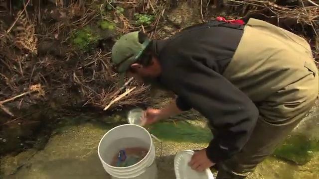 Rare Tadpoles Released Into Wild