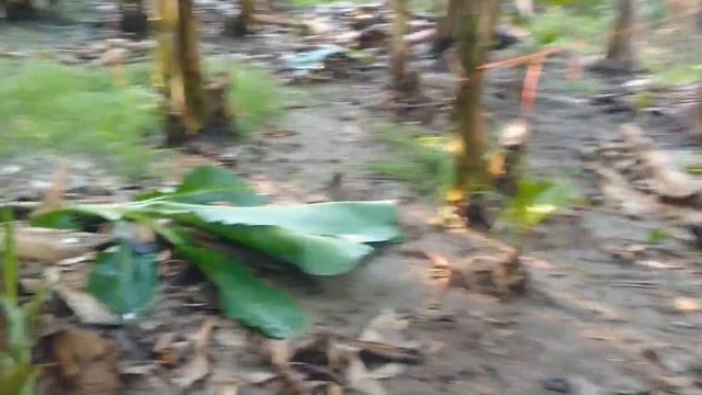 QUE FERTILIZANTE ES MÁS APROPIADO PARA LOS PLÁTANOS. смотреть онлайн