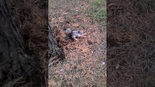 Жизнь белки смотреть онлайн