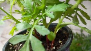 Выращивание Бархатцев на Балконе