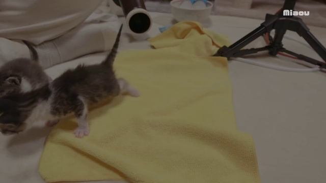 保護８日目 りる、ねると遊んでいたらおしっこを漏らしてしまった 【瀬戸のりる＆ねる日記】 смотреть онлайн