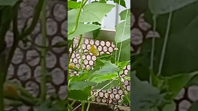 #𝚂𝚑𝚘𝚛𝚝𝚜  Вот, что надо огурцам для урожайности!