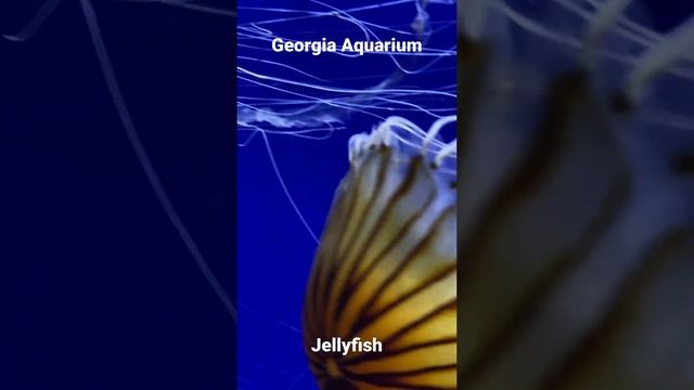 Amazing Jellyfish 🤩