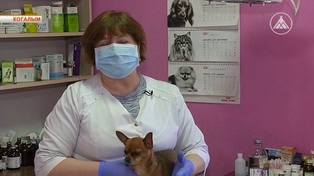 Профессиональный праздник ветеринаров смотреть онлайн