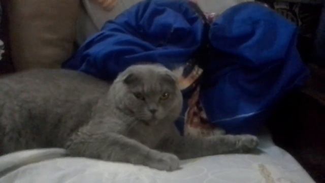 Ответы от кота на вопросы от меня. смотреть онлайн