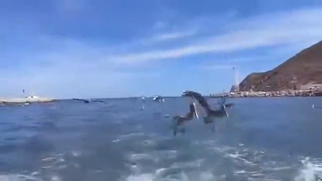 Морской котик