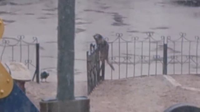 Ворона и Кот. День первый. смотреть онлайн