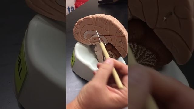 Brain Model  MidSaggital View