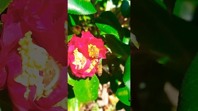 The two Bees eat pollination#short смотреть онлайн