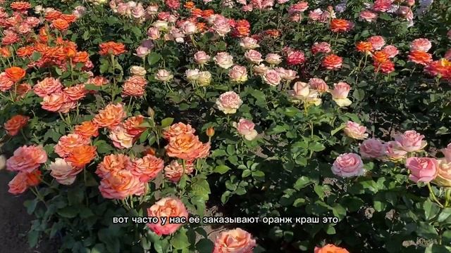 Питомник Роз / первое цветение / Июнь 2024🌹☀️часть 1 смотреть онлайн