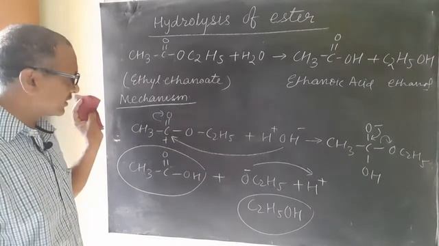 Hydrolysis of Ester, Mechanism смотреть онлайн
