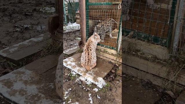 Рысь Симба победил Мартина смотреть онлайн