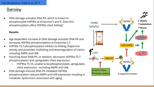 DNA-PK Promotes Metabolic Decline Through HSP90 Phosphorylation смотреть онлайн