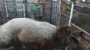 арашан куйлар