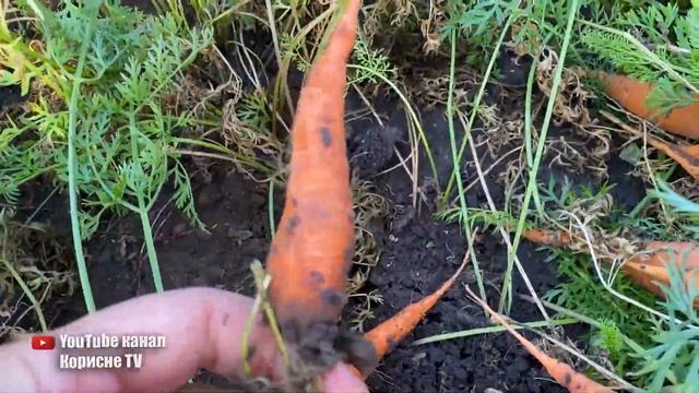 Я просто сію моркву в яєчні лотки і збираю великий урожай! Цей спосіб вас здивує