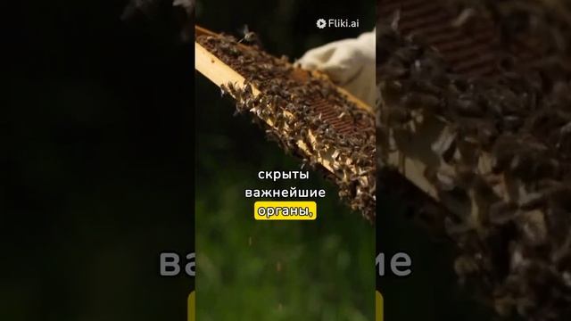 Брюшная Симфония: Тренировка и Эксплорация #БрюшнаяМагия #БрюшныеВибрации смотреть онлайн