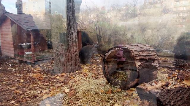 Московский зоопарк. Валлаби Беннета.