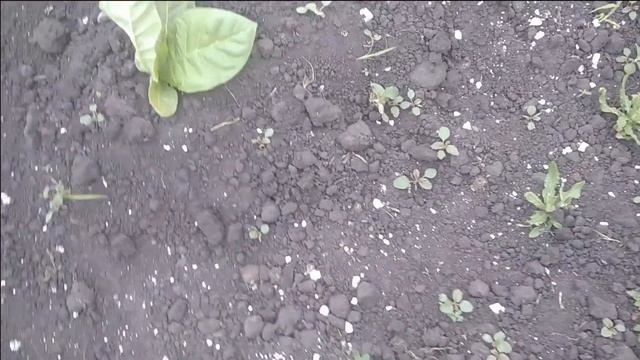 Табак Нехватка кальция. Лист лодочкой-капюшоном смотреть онлайн