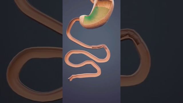 Humen Digestive System || How digestive system work || Digestive System || Dr. K Education Channal смотреть онлайн