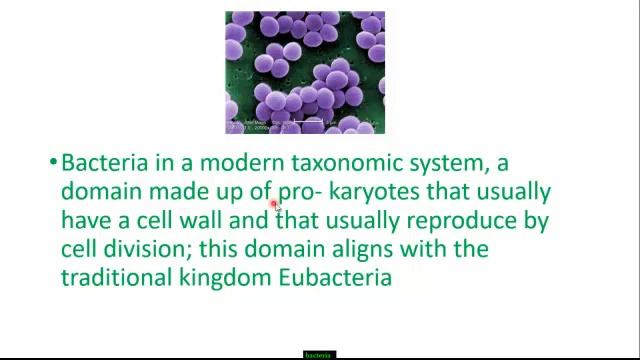 This Is Bacteria[E Coli] Shape Under Microscope And Germs Under Microscope (series 3)