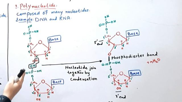 Polymerization of Nucleotide, Mononucleotide and Dinucleotide || Jiya's Biology Tutorials || смотреть онлайн
