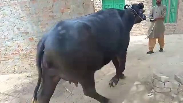 Philin Jhoti | Beautiful Buffalo | Price 2,80000 Rupees | Ph No : 03037742643 | 82 Animal TV | смотреть онлайн