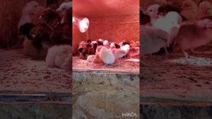 Инкубатор Петушок ИПХ-10. Очень Хороший Вылуп!