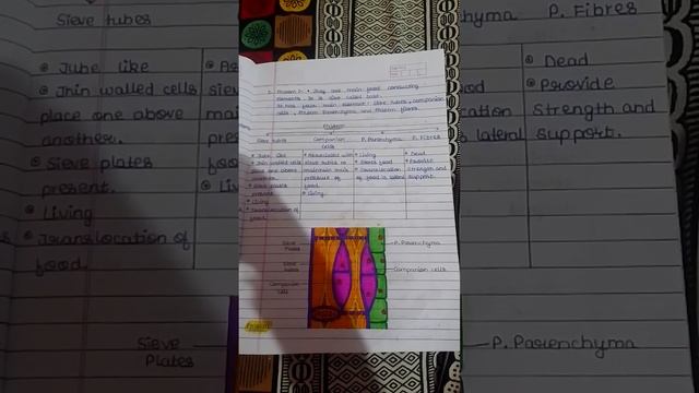 function and diagram of phloem tissue ( class 9 ) смотреть онлайн