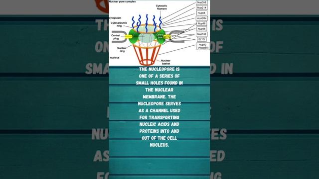 FACTS ABOUT NUCLEOPORE.