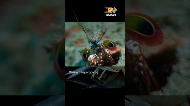 Keunikan Udang Organ Utama yang Tersembunyi di Kepala смотреть онлайн