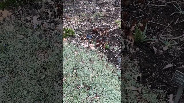 Boerner Botanic Garden tour 3/30/24 смотреть онлайн