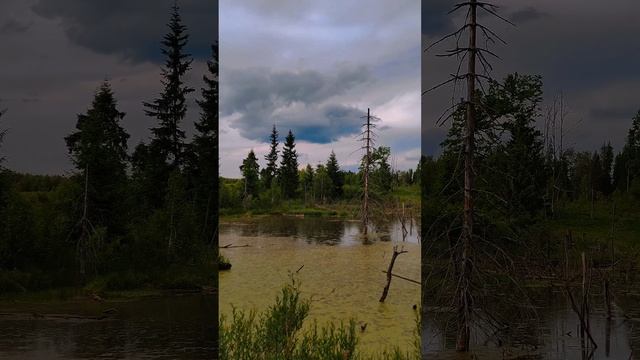 догуляли до болота сегодня