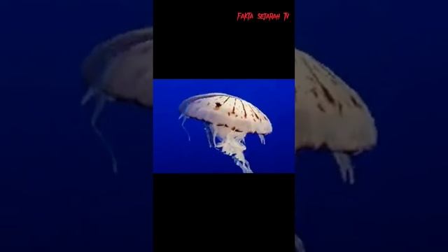 5 Hewan Yang Bernafas Dengan Kulit#amazon#animals#hewanbuas#sejarahindonesia#faktadunia