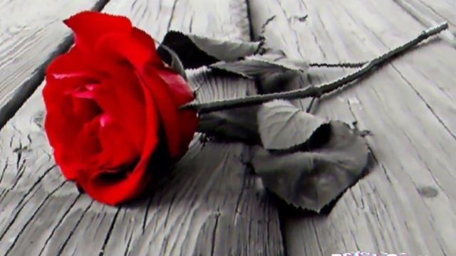 Sevganim Bor Dedi...🥀🥀🥀