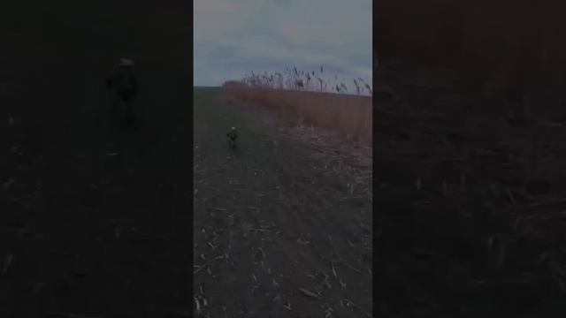 Тут столько утки!!! смотреть онлайн