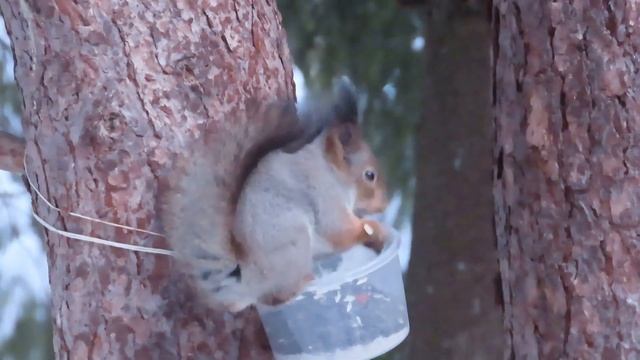 №4434 14 12 2023 Завтрак белки смотреть онлайн