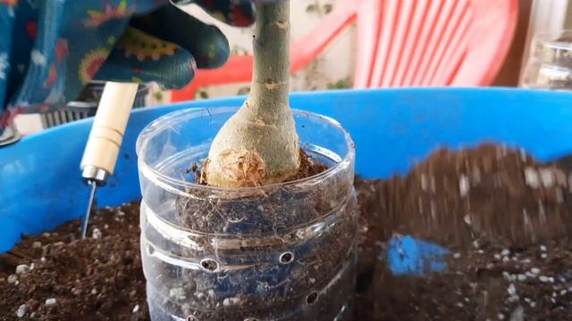 АДЕНИУМЫ. СЕЯНЦАМ 7 МЕСЯЦЕВ. ОЧЕРЕДНАЯ БОЛТАЛКА-ПЕРЕВАЛКА😀.