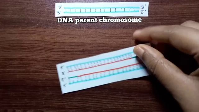 DNA Replication In Eukaryotes @paperpenbiology