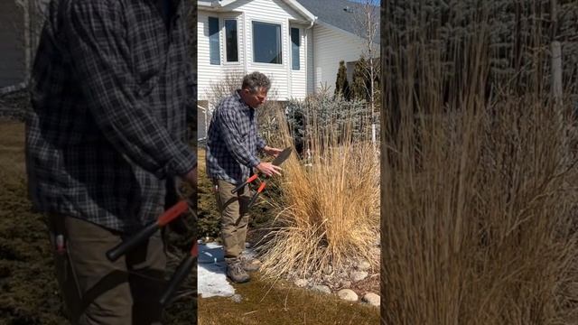 Cutting Back Karl Foerster Grass смотреть онлайн