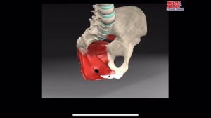 Мышцы тазового дна. 3d anatomy. MUSCLE MOTION