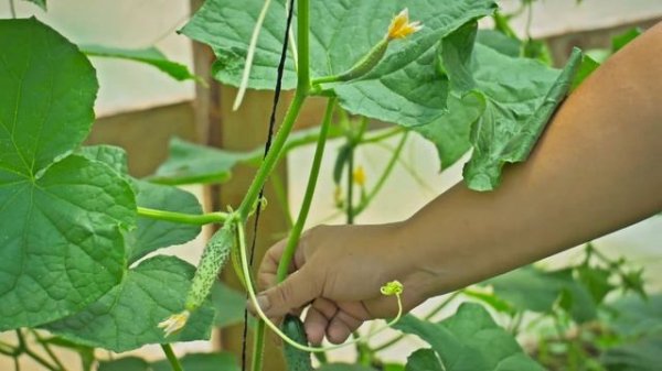 Огурцы   нехватка питания и советы при работе по листу