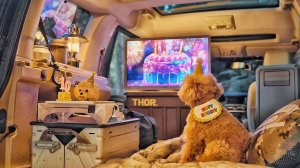 Одиночный кемпинг на роскошном автомобиле . Уютный отдых с собакой . Дровяная печь ASMR
