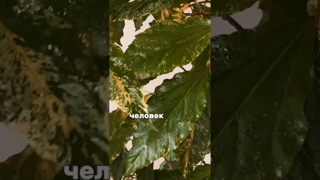 Чем отличается рука человека, от руки пианиста смотреть онлайн