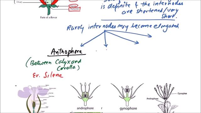 BOTANY XI.05.066 – Morphology of Angiosperms - Thalamus смотреть онлайн