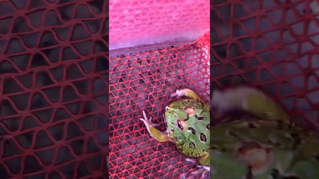 Frog hungry funny 🐸 #animals #pets #frog смотреть онлайн