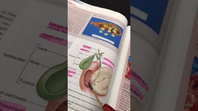 Anatomy Pancreas Model смотреть онлайн