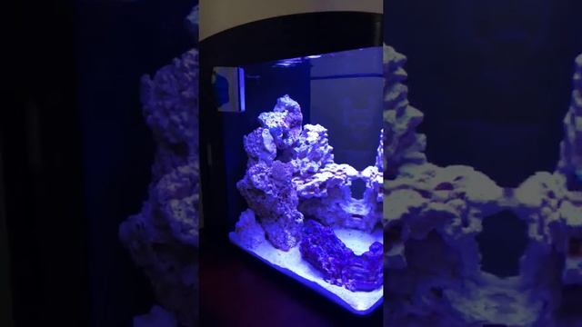 32 gallon Biocube/Coralife fish tank- week 2 (first fish) смотреть онлайн