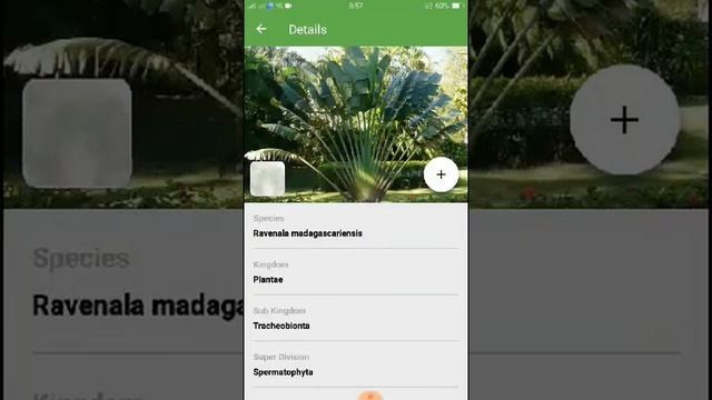 PlantSnap identifies a Ravenala (Ravenala madagascariensis) смотреть онлайн